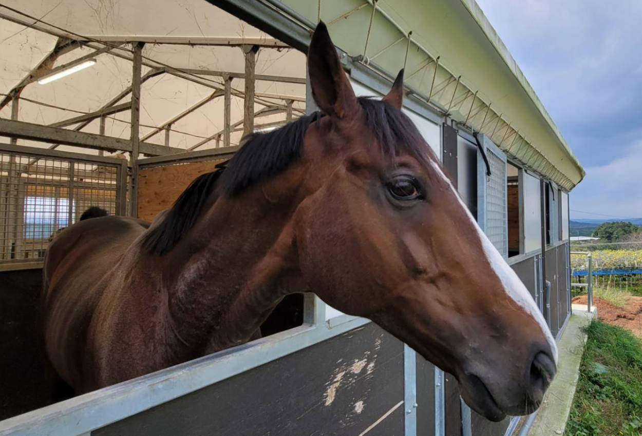 スペシャルドラマ