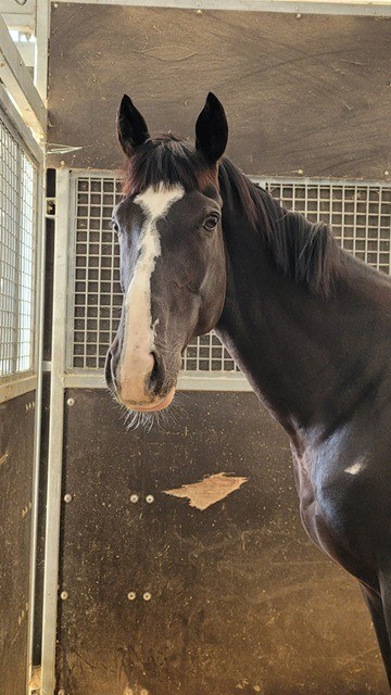 レッドクレメンス