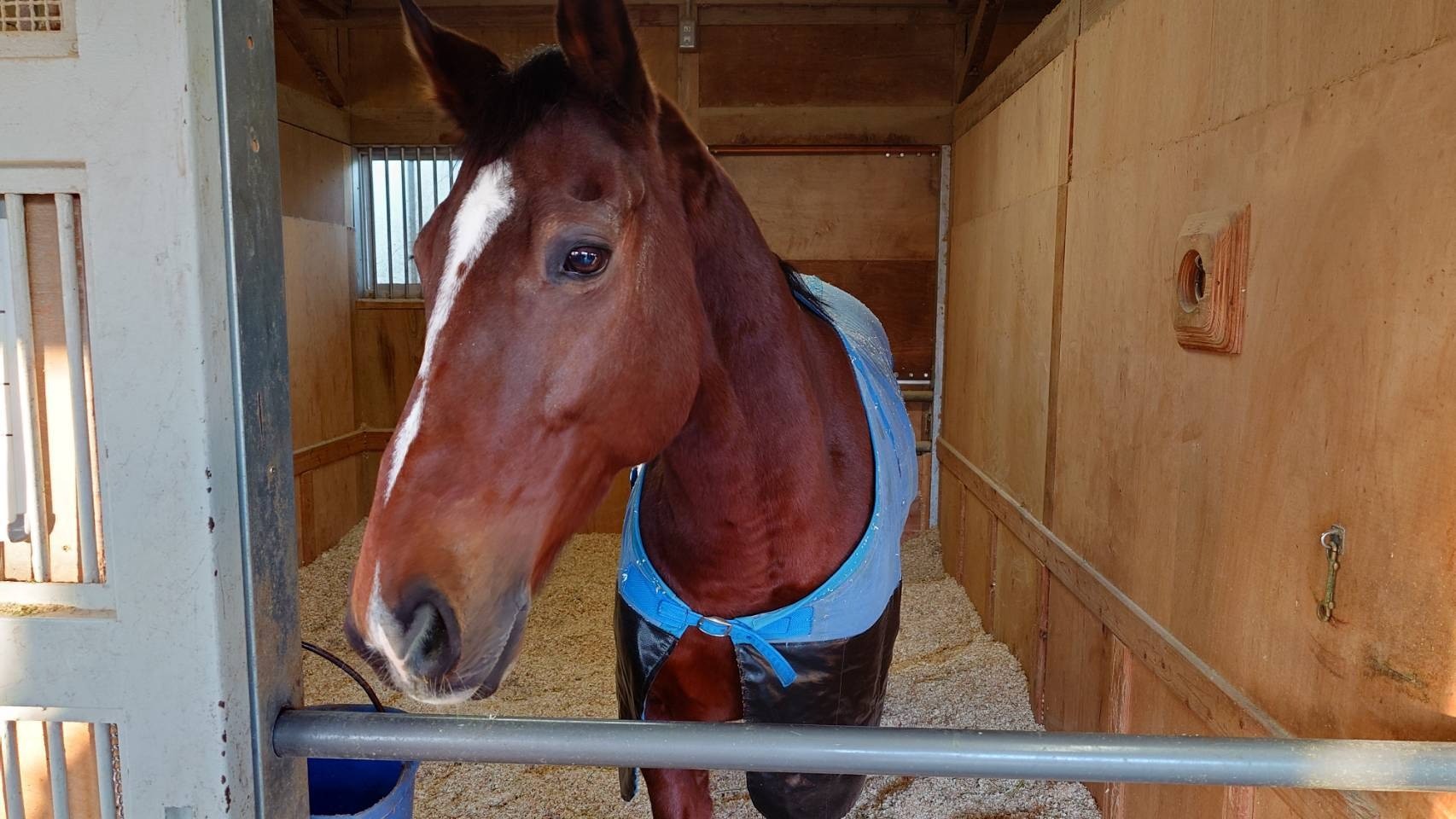 アドマイヤアルバ