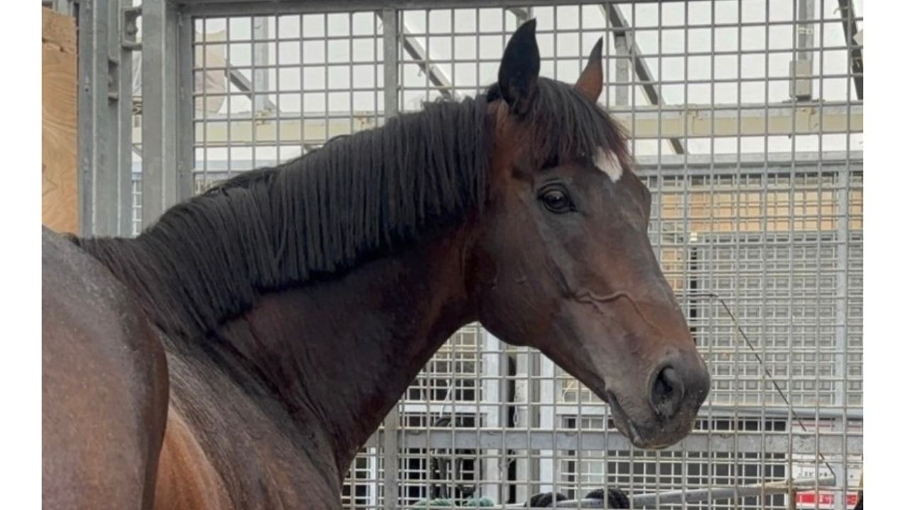 グランプリワン