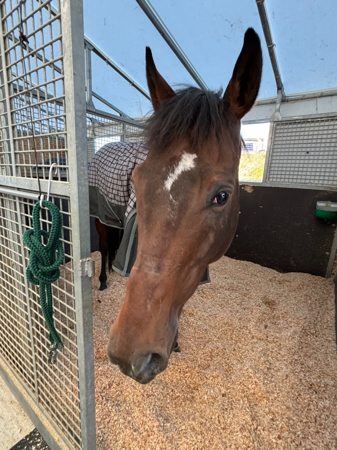 テーオーステルス