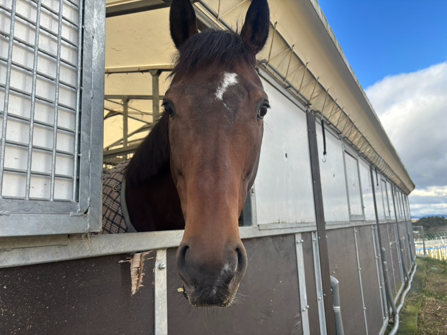 テーオーステルス