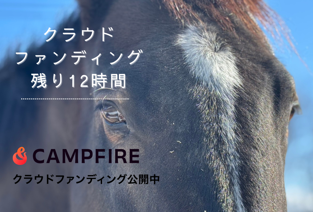 🐴 クラファン達成のお礼と、馬たちへの想い 🐴