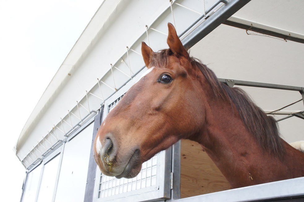 フェイブルシチー