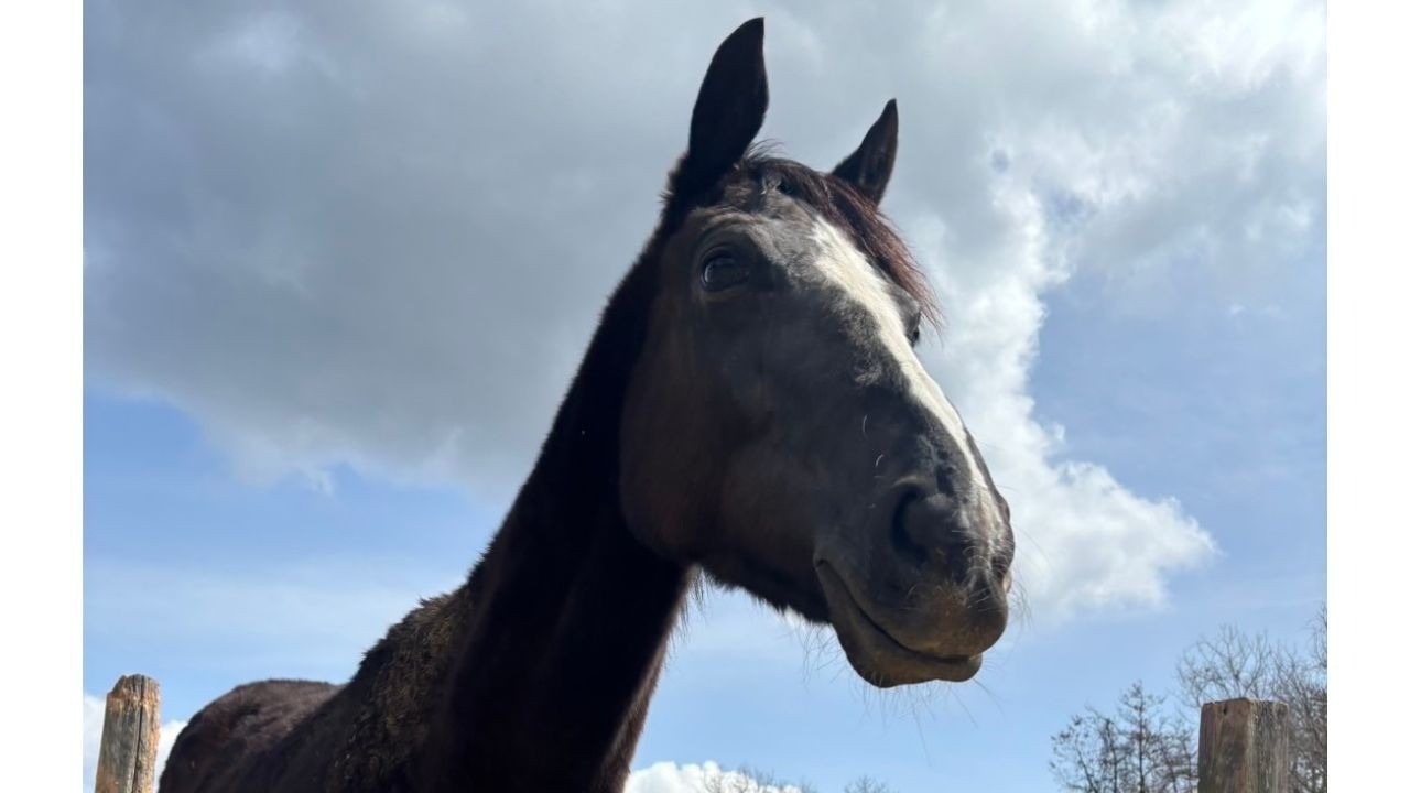 サイラモナムール